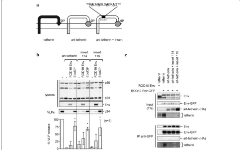 Fig. 5 Replication of ROD10 and ROD14 Env viruses. a Viruses containing either the wild-type ROD10 Env [ROD10(WT Env)] or the mutant ROD14 Env protein that does not counteract tetherin [ROD10(14 Env)] were produced in 293T cells and 3 μg p27 equivalent of 
