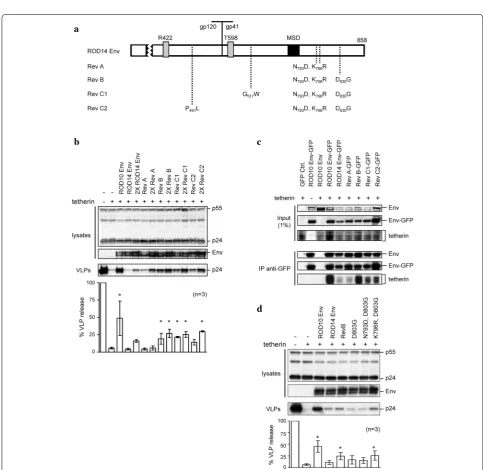 Fig. 6 ROD14 Env reacquires anti-tetherin activity when passaged in culture. a Schematic of sequences in 9 independent clones isolated from ROD10(14 Env) infected JLTRG cells, with mutations shown relative to where they occur in either the gp120 or gp41 su