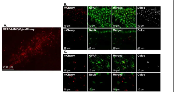 Figure 2: GFAP-hM4Di-mCherry is selectively expressed in DH astrocytes. A representative confocal 10X tile  image depicts robust mCherry expression and spread throughout the DH (A)