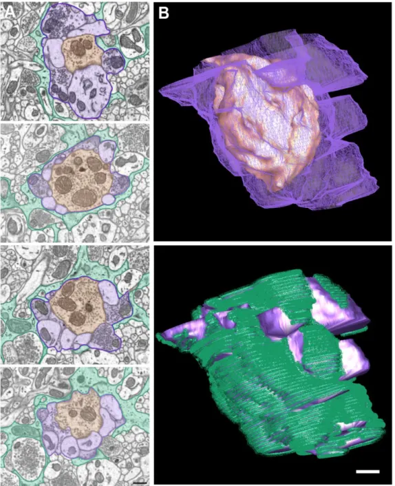 Figure 2. An example of a C2-type terminal forming a glomerular synapse. The  images were pseudocolored to identify the primary afferent (orange), the glomerular 