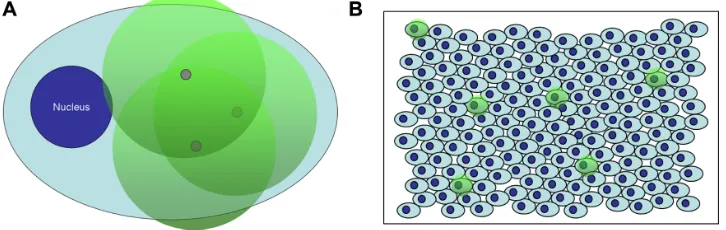 Figure 1 Depiction of detection of nanobarcoded nanoparticles (NB-NPs) by in situ polymerase chain reaction (ISPCr) in single cells and whole tissues