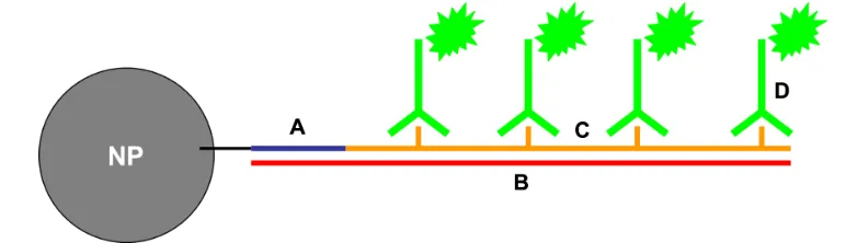 Figure 2 Depiction of nanobarcoded nanoparticles (NB-NP). (A) NB is conjugated to the surface of NPs; (B) the NB will anneal to a complementary, nonendogenous ssDNA “template;” (C) polymerase chain reaction amplification generates amplicons labeled with digoxigenin (DIG)-labeled deoxyuridine triphosphate; (D) anti-DIg horse radish peroxidase antibodies bind to DIg-labeled amplicons, and a colorimetric product is formed upon exposure to diaminobenzidine substrate by horseradish peroxidase.