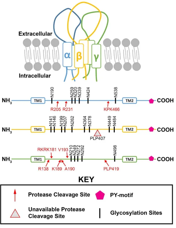 Figure 1.1. Schematics of ENaC Structure. ENaC exists as a heterotrimer comprised of α, β, and  γ subunits at the plasma membrane
