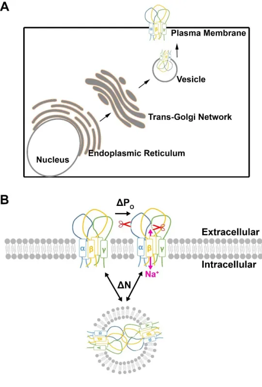Figure 1.2. Schematics of trafficking and regulation of ENaC. (A) General schematic of ENaC  trafficking to the plasma membrane