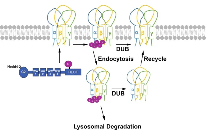 Figure 1.3. A Schematic of ENaC trafficking by ubiquitination and de-ubiquitination. The  ubiquitin ligase Nedd4-2 is comprised of four WW domains that are known to identify the target  protein