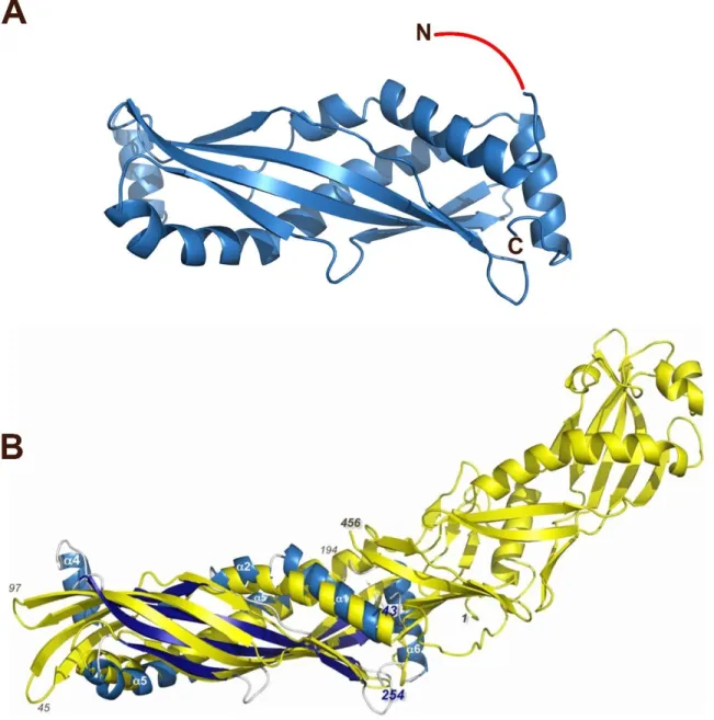 Figure 1.5. Crystallographic structure of human SPLUNC1. (A) S18 of SPLUNC1 was not  visible on the crystal structure because S18 is disordered without a secondary structure