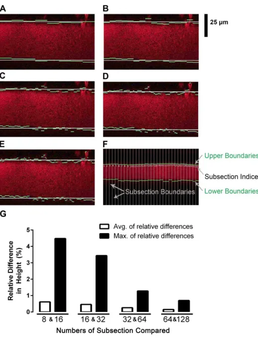 Figure 2.3. ASL height measurments according to different subsection configurations. (A-E)  Examples of the detected subsection boundaries (green), and average boundary positions (white)  in a fluorescent image using A:8, B:16, C:32, D:64, E:128 subsection