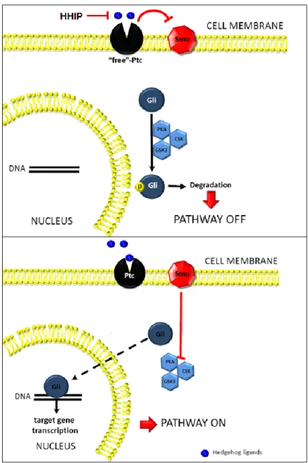 Figure 1.3.  Overview of the Hedgehog signaling pathway.   