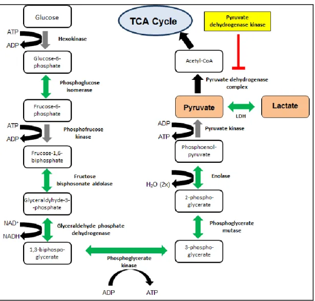 Figure 1.4.  Overview of glycolysis.   