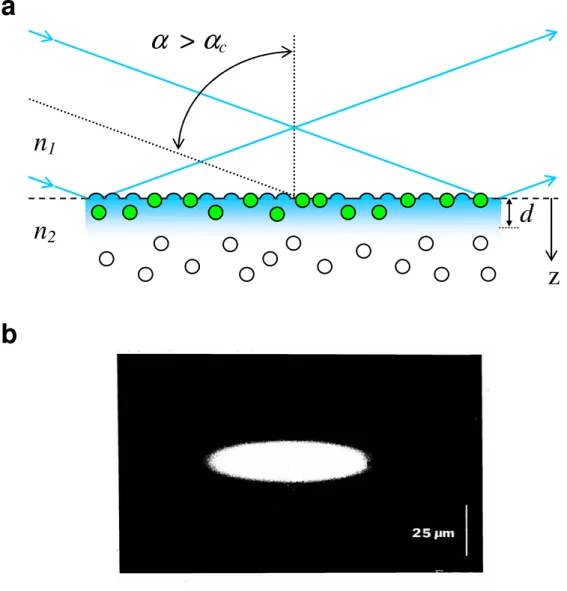 Figure 1.1 Total Internal Reflection.  (a) Total internal reflection is generated when  an incident light beam propagates through a transparent solid and encounters a planar  solid-solution interface at an angle greater than the critical angle α c , creati