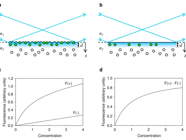 Figure 1.3 Equilibrium Binding Measured with TIRF.  (a) Fluorophores (clear and  green circles) are in equilibrium between surface binding sites and solution