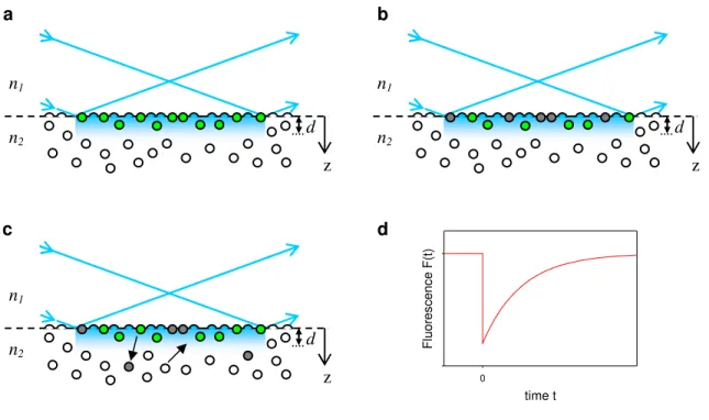 Figure 1.4 TIR-FRAP.  In TIR-FRAP, (a) before bleaching (t<0), fluorescent  molecules (green and clear circles) are in equilibrium between surface binding sites  and the solution, and those at or near the surface are evanescently excited (green  circles