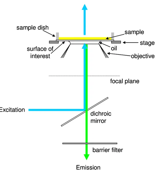Figure 1.5 Epifluorescence Illumination.  In epi-illumination, excitation light (blue)  is passed through a microscope port, reflected off a dichroic mirror through an 