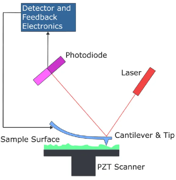 Figure 1.6 AFM Apparatus.  In AFM, a silicon or silicon nitride tip attached to a  cantilever is rastered over the surface of a sample and encounters surface features that  cause deflections of the tip