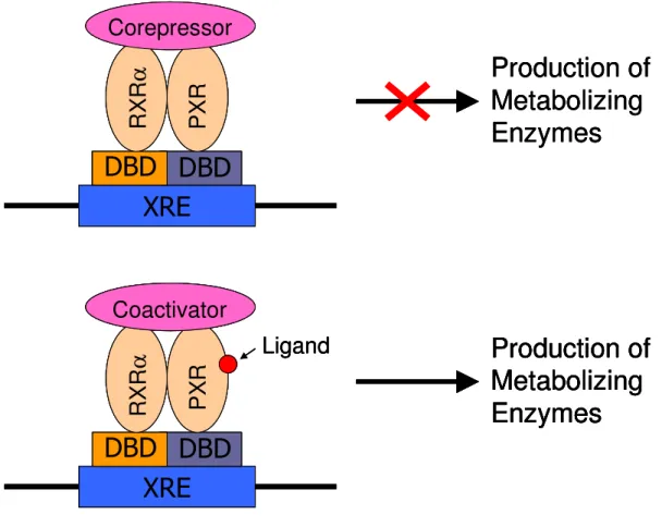 Figure 2.1 Ligand-Dependent Activation of PXR.  Unliganded PXR binds to the  promoter region of target genes at xenobiotic response elements (XRE) as a 
