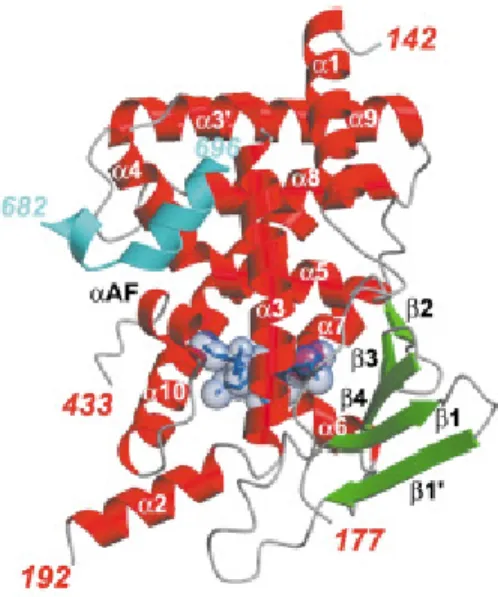 Figure 2.2 Crystal Structure of the LBD of PXR.  The crystal structure of one  monomer of the PXR-LBD bound to SRC-1 peptide (cyan) and SR12813 (blue) is  shown above