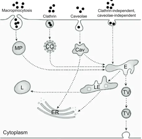 Figure 2 Simplified representation of active uptake mechanisms in nonphagocytic cells.Notes: Nanoparticle (•) uptake has been evaluated mainly according to macropinocytosis, represented here as only one route, through macropinosome (MP), clathrin-mediated 