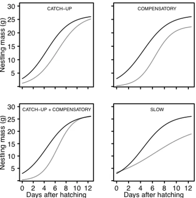 Figure 2.1: Theoretical growth patterns for offspring displaying optimal (black line) and  suboptimal growth (grey lines)