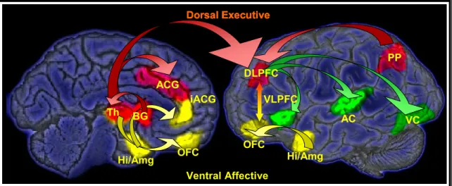 Figure 1.  Schematic of Dorsal Executive and Ventral Affective Circuitry  Dorsal Executive Ventral Affective Hi/AmgOFCiACGACGTh DLPFC VLPFC AC VCPPOFCHi/AmgBG