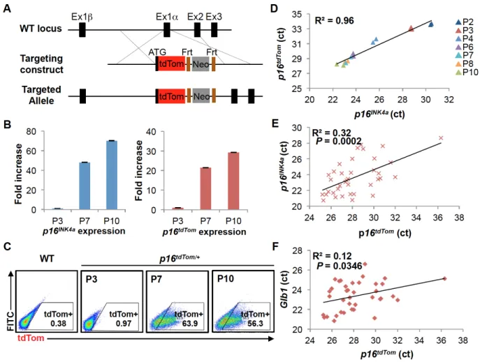 Figure 2.1. Design and validation of the p16 tdTom  allele 