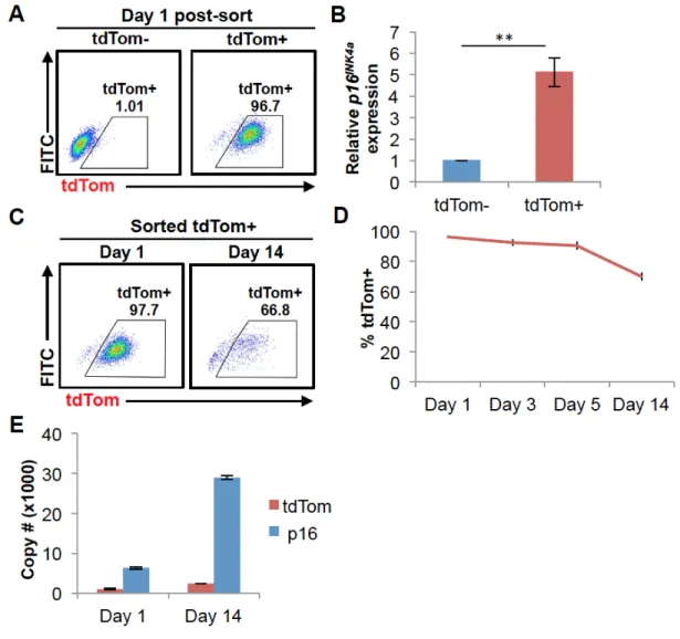 Figure 2.2. Promoter activity of the p16 tdTom  allele 