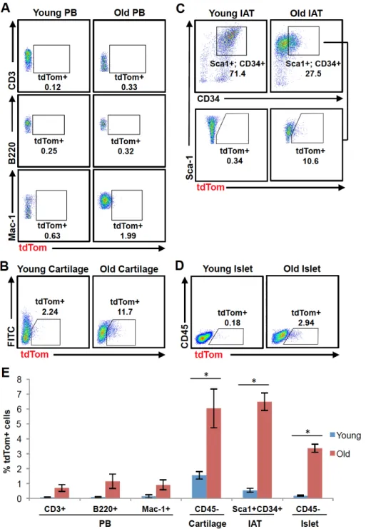 Figure 2.4. Age-dependent increase in the frequency of p16 INK4a -activated cells in  different tissues