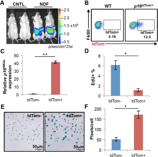 Figure 2.5. Reduced proliferation and high SA-β-gal activity of p16 INK4a -activated  peritoneal macrophages 