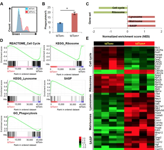 Figure 2.6. Gene expression profile of p16 INK4a -activated peritoneal macrophages  (A) In vitro phagocytosis of pHrodo Green Zymosan bioparticles in peritoneal 