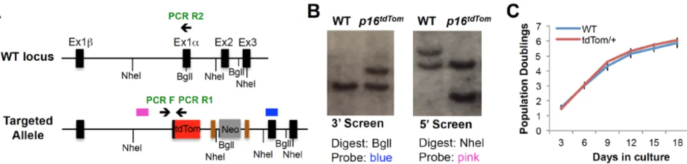 Figure S2.1. Validation of the p16 tdTom  allele design 