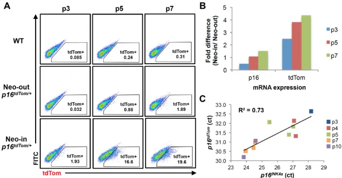 Figure S2.2. Influence of a retained Neomycin selection cassette on p16 tdTom expression 