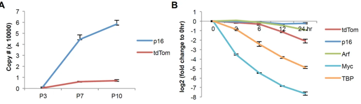Figure S2.3. Transcript stability of tdTom and p16 INK4a