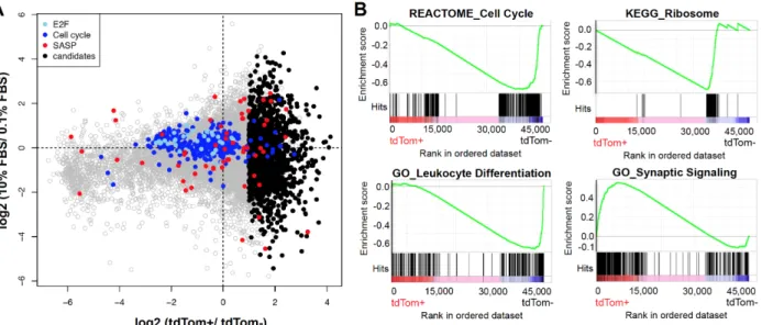 Figure S3.4. Gene expression profile of p16 INK4a -activated MEFs 