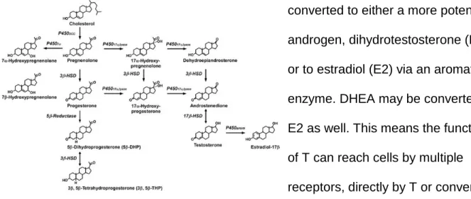 Figure 4. Steroid hormone synthesis 