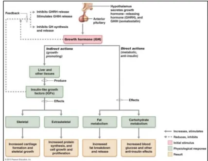 Figure 5. Physiological effects of growth  hormone 