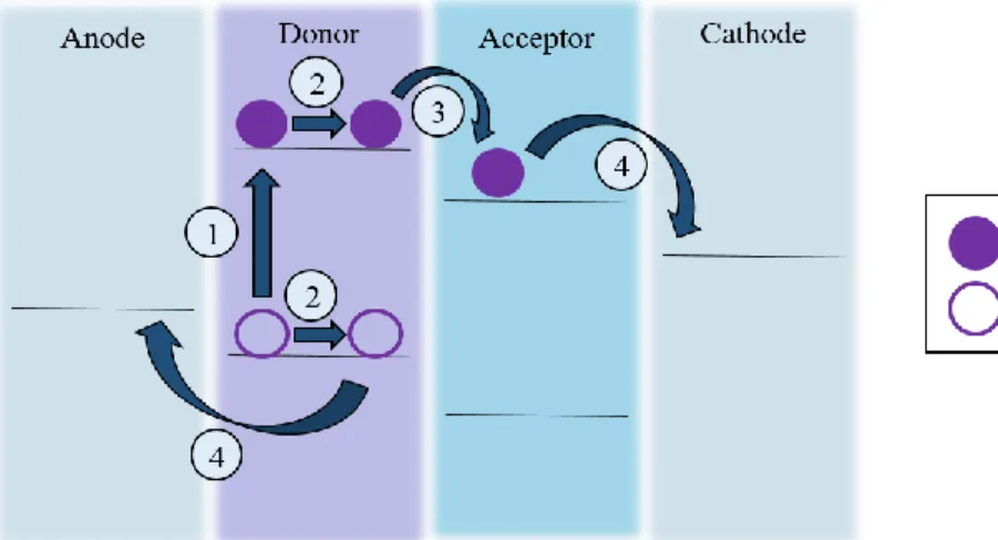 Figure 1.2 The four steps to charge collection in an OPV 