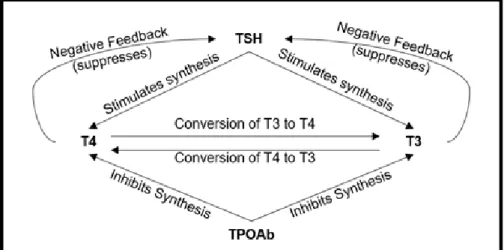 Figure  3.  Negative  feedback  loops  regulating  the  synthesis  of  thyroid hormones