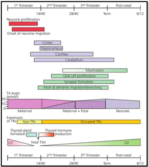 Figure 4. “Relationship between thyroid hormone action and development  of the brain. In the first trimester of pregnancy early neuronal proliferation  and  migration  is  dependent  on  maternal  thyroxine  (T4)