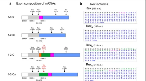 Figure 3 Quantitation of novel alternatively spliced HTLV-1 mRNAs. The quantified by qRT-PCR in lar clone, and in vitro