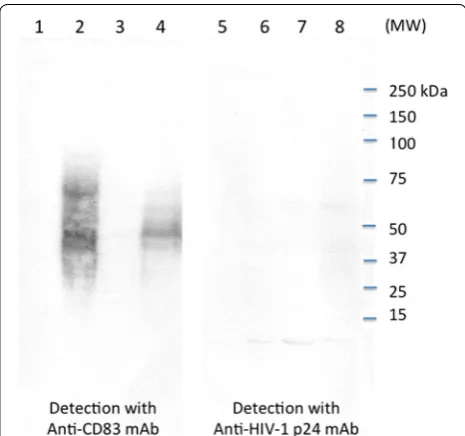 Figure 4 Quantitation of cell-associated CD83 and sCD83. The ATL patients (ATL-026, ATL-056, ATL-084, ILT-H2) or a HAM/TSP patient (OKH4) were cultured in a volume of 1 ml/well for 3 days in vitro