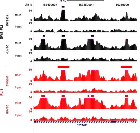 Figure 2.5: The range of factor- and cell-type-specific binding; EPHA2. EWS-FLI (black) and FLI1 (red) ChIP and input control signal in both Ewing Sarcoma cells and HUVECs at EPHA2