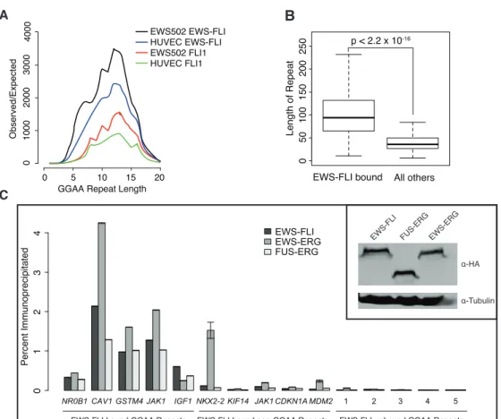 Figure 2.9: EWS-ETS fusions target GGAA-containing microsatellite repeats. A. Tandem GGAA repeats identified in EWS-FLI and FLI1 binding sites in EWS502 and HUVEC were compared to those detected by 1000 permutations of the identical number of regions over 