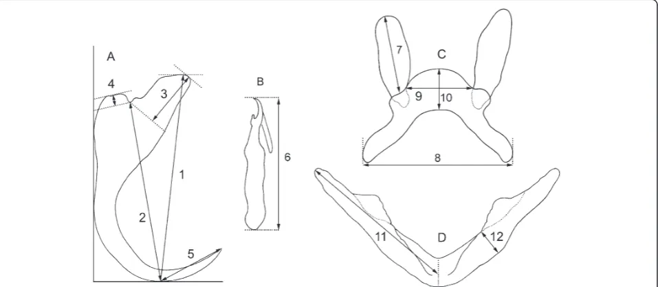 Figure 1 Measurements of the sclerotized structures of the haptor used in this study. (A) Anchor: 1 – total length, 2 – length to notch,3 – length of inner root, 4 – length of outer root, 5 – length of point; (B) Marginal hooks: 6 – total length; (C) Dorsal bar: 7 – length of auricles,8 – total width, 9 – distance between auricles, 10 – thickness; (D) Ventral bar: 11 – branch length, 12 – maximum width.