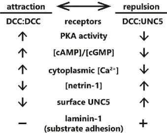 Figure 3. Summary of known “switches” between attractive and repulsive function of netrin-1