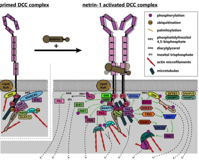 Figure 5. Model of known signaling pathways and interactions downstream of DCC in netrin-1  dependent axon guidance