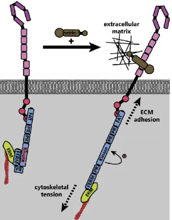 Figure 6. Theoretical model of FAK activation by mechanical forces (adapted from Moore et al
