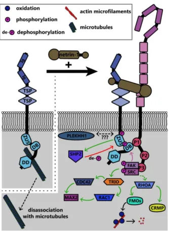 Figure 7. Summary of known signaling pathways downstream of UNC5 in repulsive netrin-1  signaling