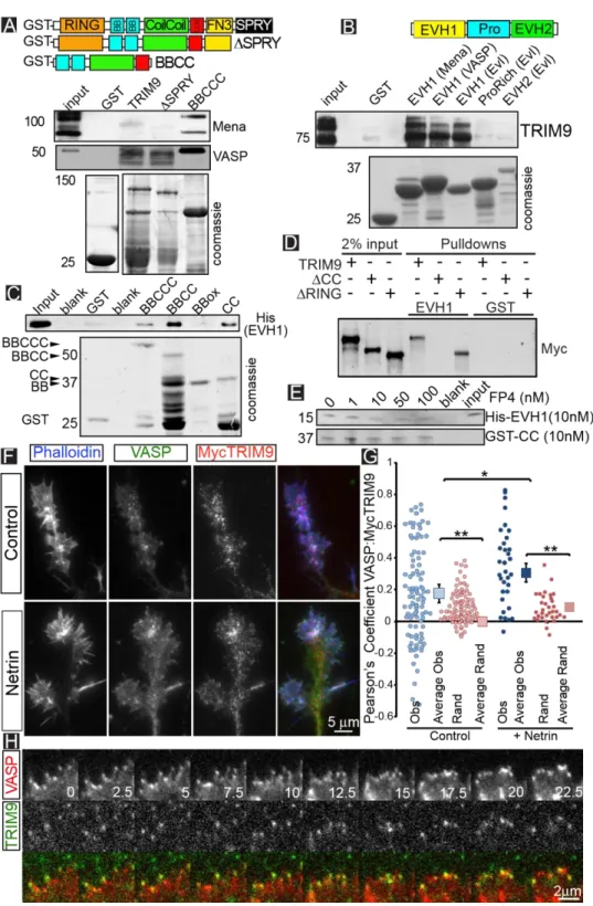 Figure 1: TRIM9 is a brain-enriched Ena/VASP interaction partner: A-B) Binding assays with  purified GST fusion proteins incubated in E15.5 brain lysate