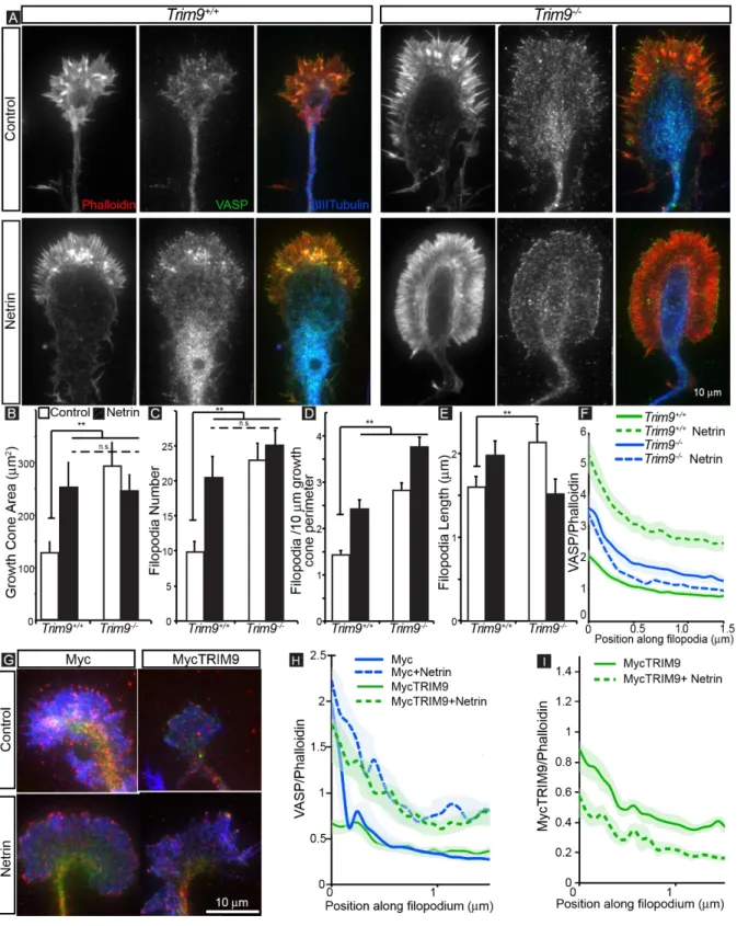 Figure 3: Deletion of TRIM9 increases growth cone size and filopodia density and alters VASP  localization to filopodia tips: A-F) Images and quantification of axonal growth cones from control  and netrin-treated Trim9 +/+  and Trim9 -/-  neurons, stained 