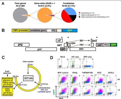 Figure 2 Experimental setup of the screen and the different measurements involved. (A) In orthogonal screens, 841 human genes were identified tobe under positive selection, of which only 30 were retained as candidates (11 were upregulated during HIV-1 infe