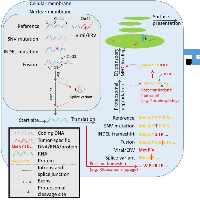Figure 1.1: Summary of tumor-specific antigen production in the tumor cell. 